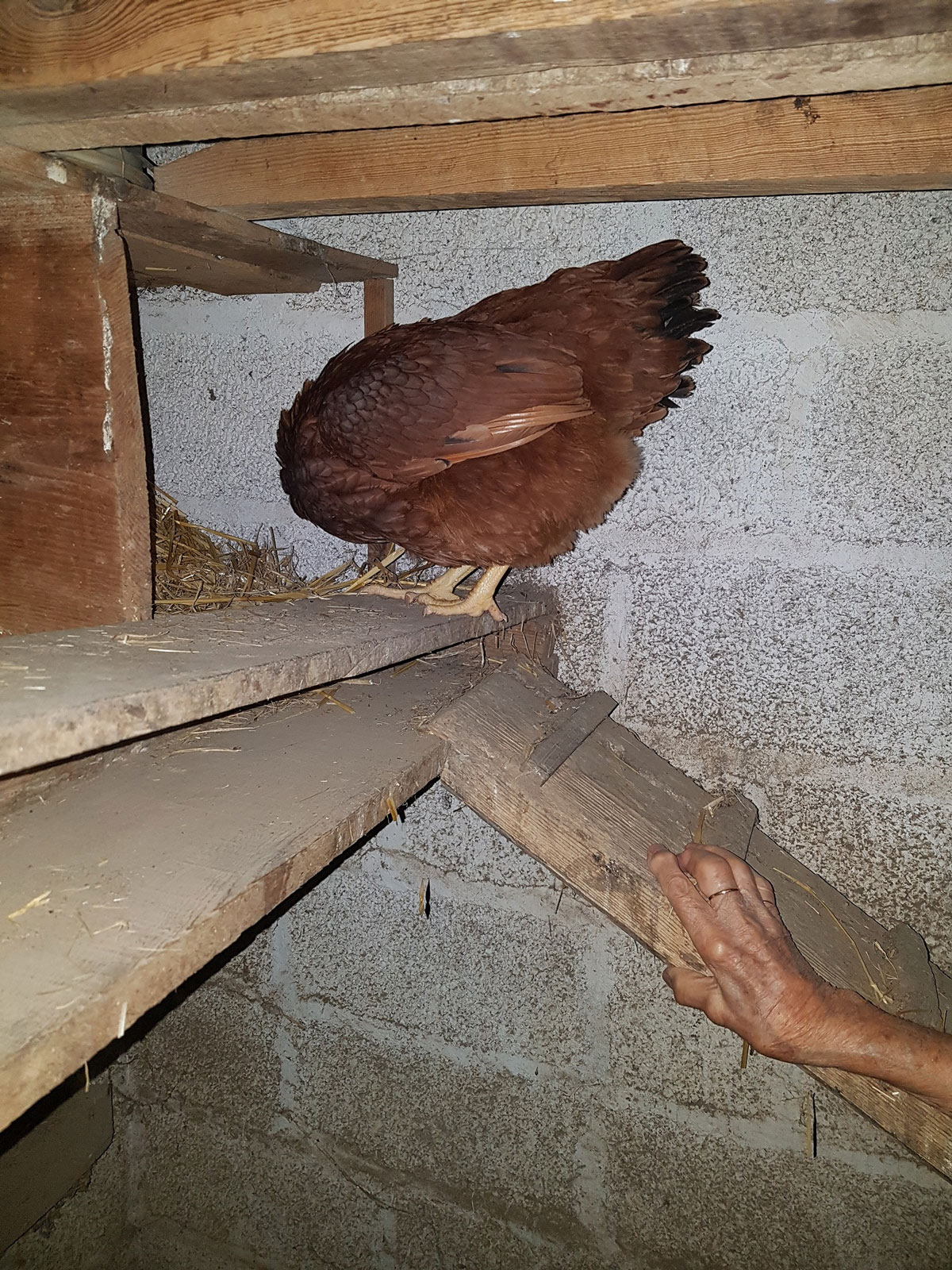 REMISE DE POULES À CHABANIÈRE